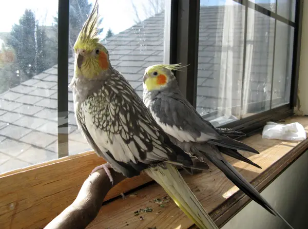 How Do Cockatiels Flirt