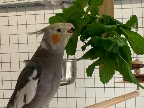 How Do I Calm Down A Loud Cockatiel