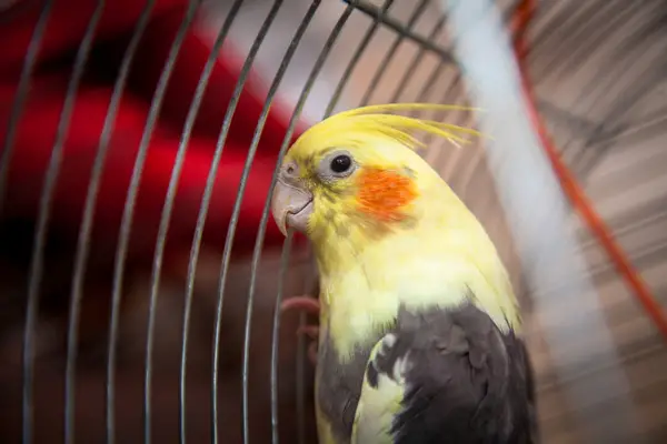 How Do I Help A Cockatiel That Bites Its Cage