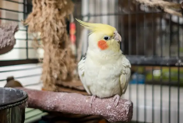 How Do I Know If My Cockatiel Is Mating