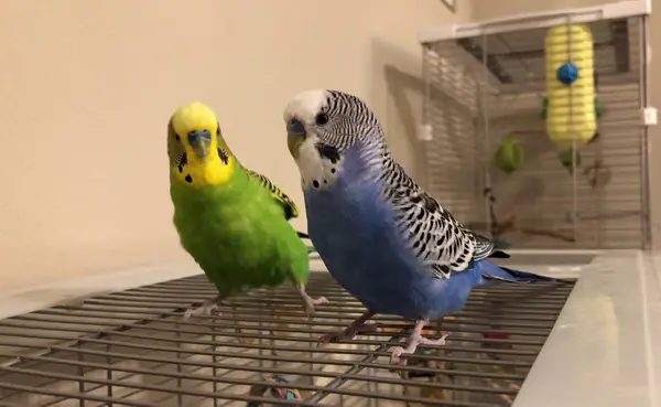 How Do I Make My Budgie Want To Get Out Of The Cage