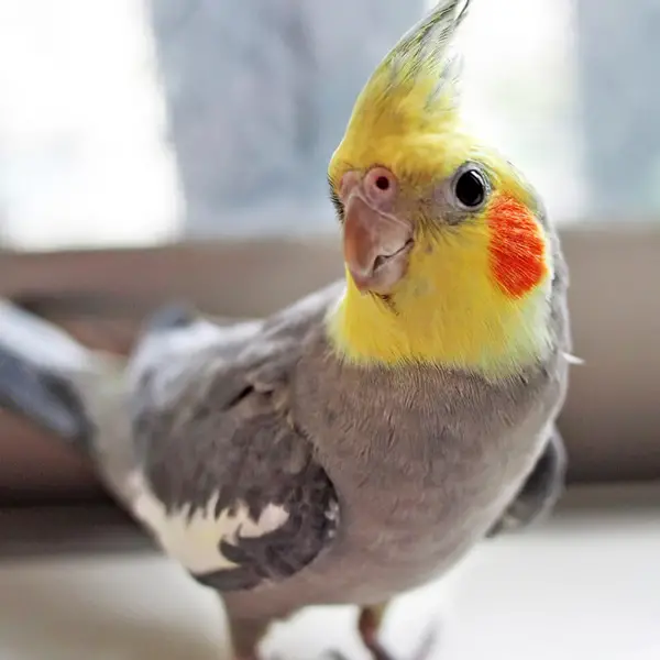 How Do I Stop a Cockatiel from Plucking Its Feathers