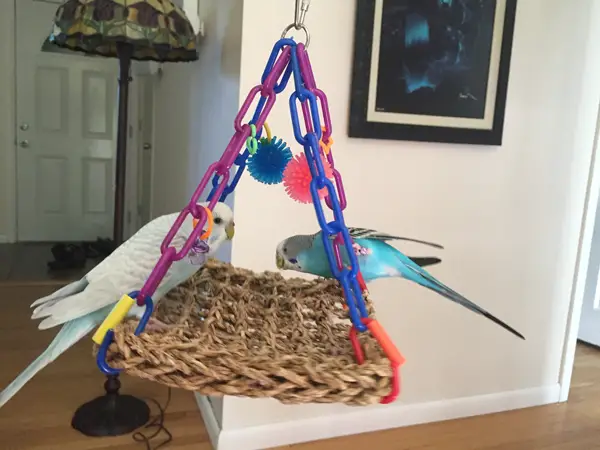 How Do You Choose The Right Toys For Budgies