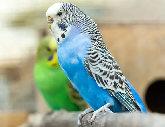 How Do You Clean Budgie Poop