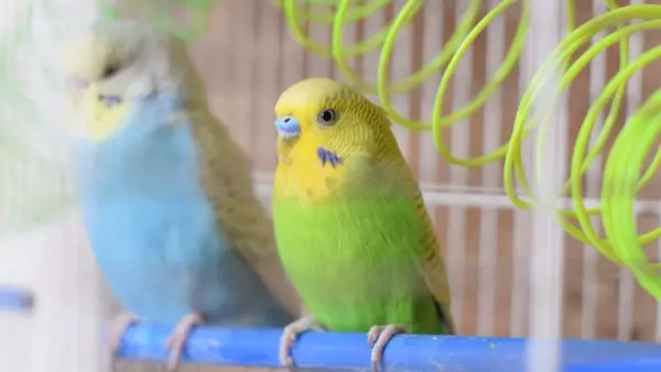 How Do You Entertain A Bored Budgie