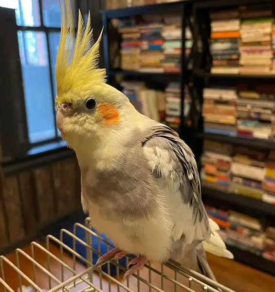 How Do You Handle a Cockatiel Bite