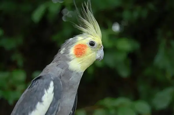 How Do You Help a Cockatiel Grinding Beak