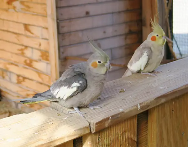 How Do You Help a Puffed-Up Cockatiel