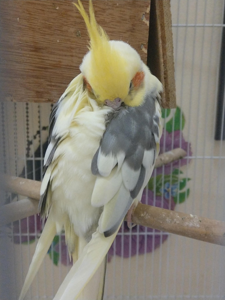 How Do You Know If Your Cockatiel Has a Cold
