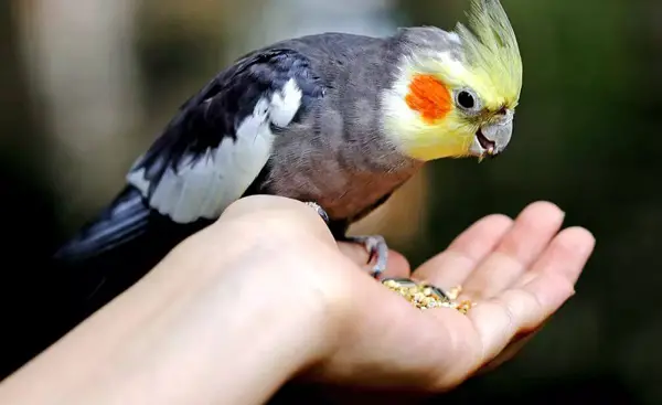How Does A Cockatiel’s Sense of Smell Affect Its Taste