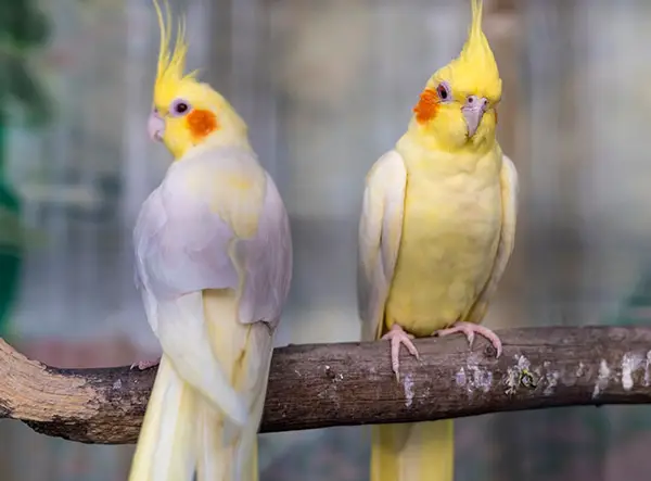 How Many Times Will Cockatiels Mate