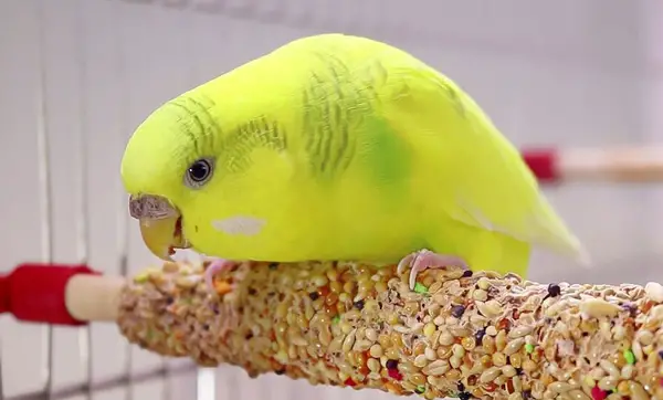 How Much Do Budgies Eat A Day
