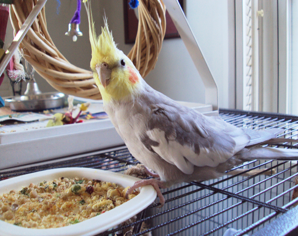 How Much Does a Cockatiel Eat a Day