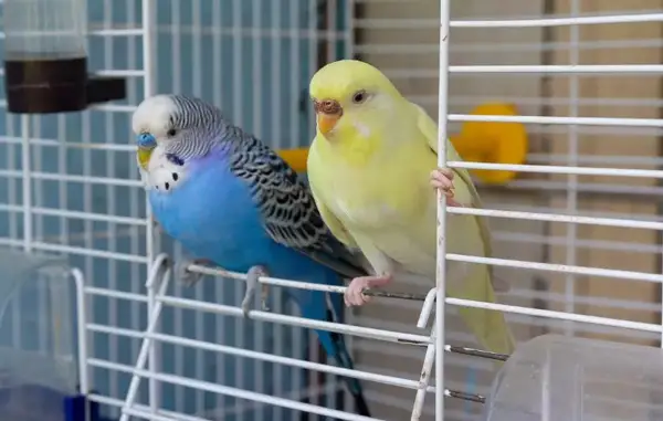 How Often Do Budgies Poop