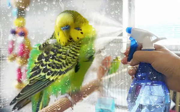 How To Bathe a Parakeet