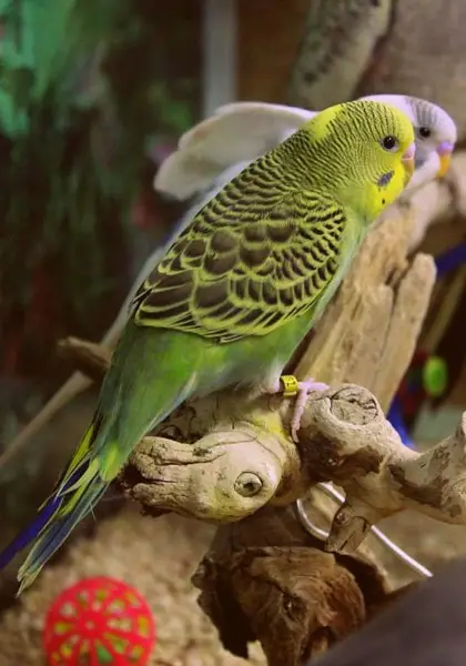 How To Clip A Parakeet's Wings