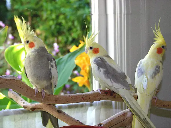 How To Discourage Cockatiel Mating Behavior