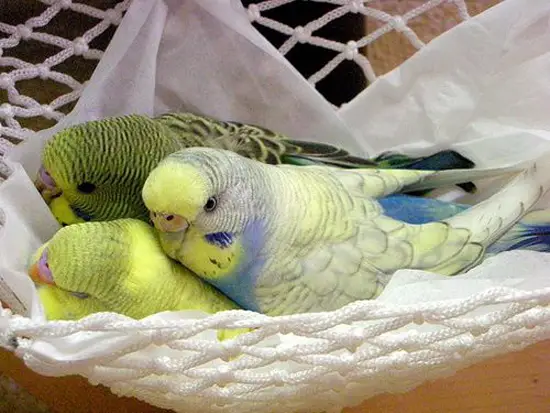 How To Dry a Budgie After A Bath