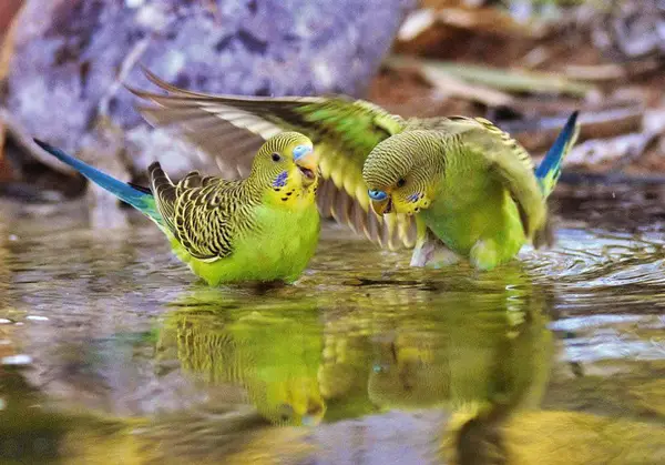 How To Encourage Budgies To Bath