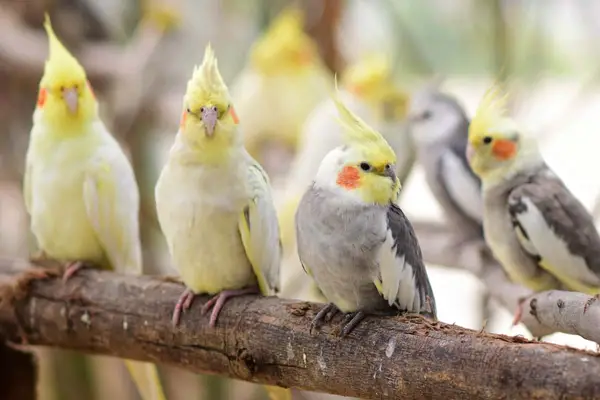 How To Stop Cockatiel From Biting