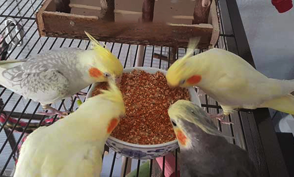 How To Stop Cockatiel From Overeating