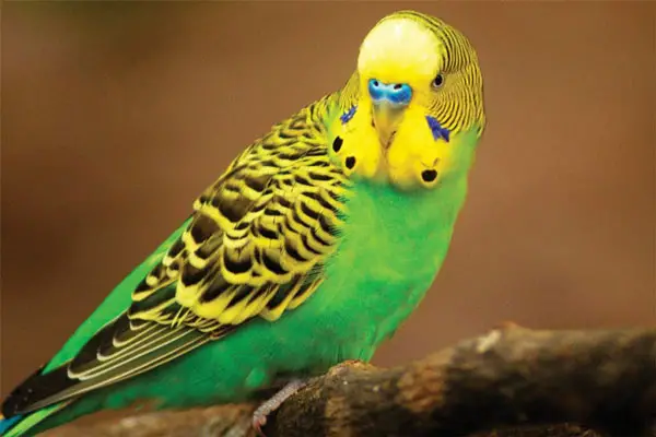 How To Tell The Age Of A Green Budgie