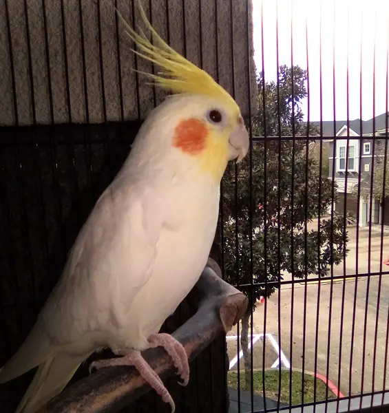 How To Trim a Cockatiel’s Beak