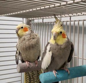 Cockatiel Mites & Lice: How to Identify, Treat and Prevent?