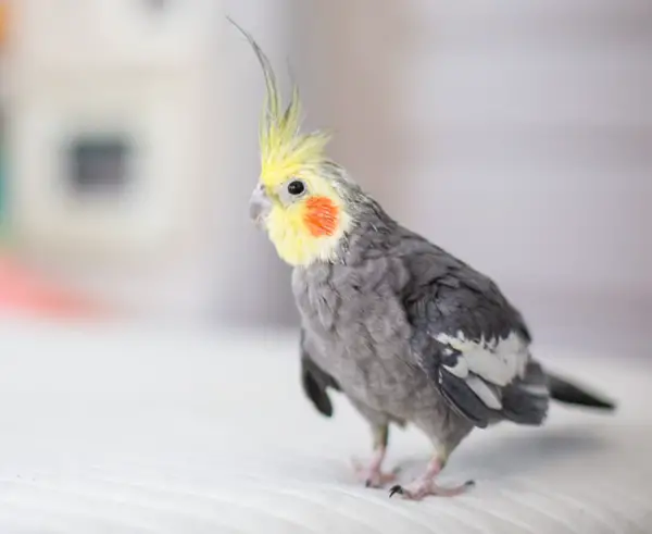 Is It Okay If My Cockatiel Sneezes