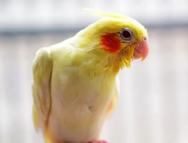 Is My Cockatiel Plucking or Molting