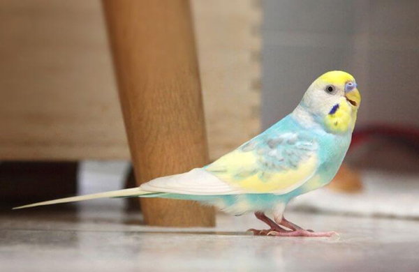 My Budgie Is Pooping Less Than Normal