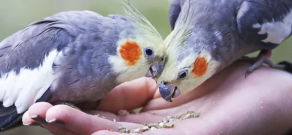 My Cockatiel Eating So Much