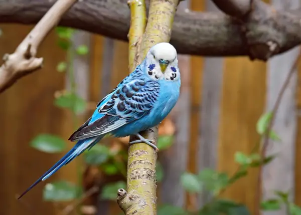 Budgie Poop Have A Smell