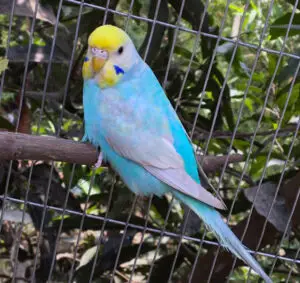 How To Breed Rainbow Budgie? (+ Mutation Chart) - Simple Steps