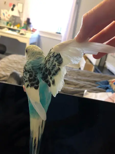 Should I Clip My Budgies Wings