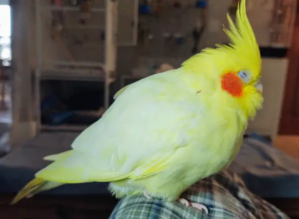 Sneezing Cockatiel