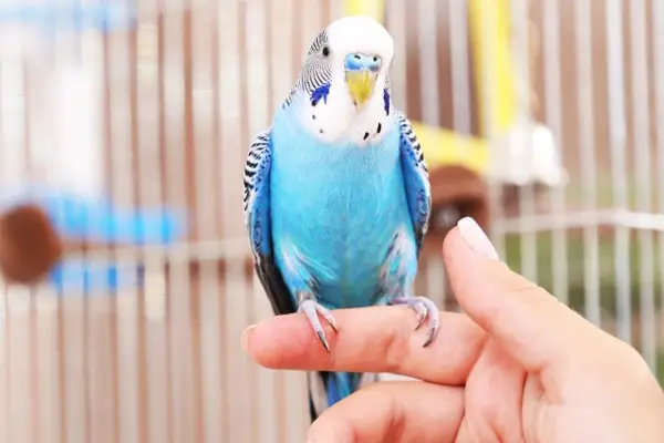 Tips For Teaching Budgies To Talk