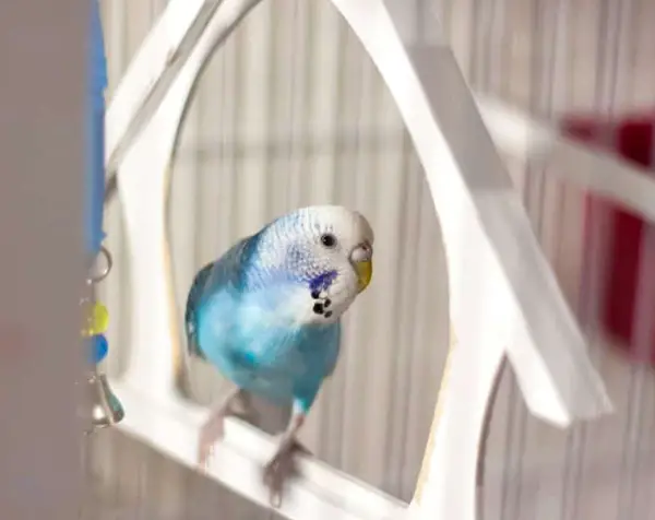 Untamed Budgies Out Of Their Cage
