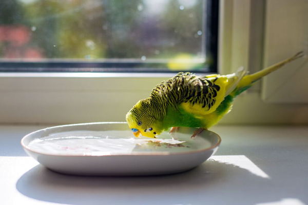 What Are The Do And Don'ts Of Bathing Budgies