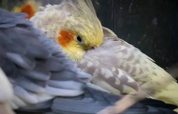What Are The Reasons For A Cockatiel Nose Infection