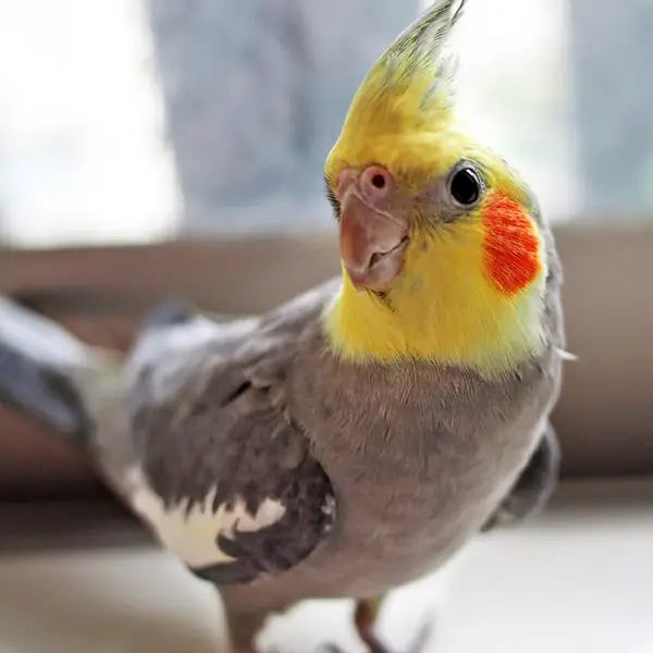 What Beak Problems Do Cockatiels Have