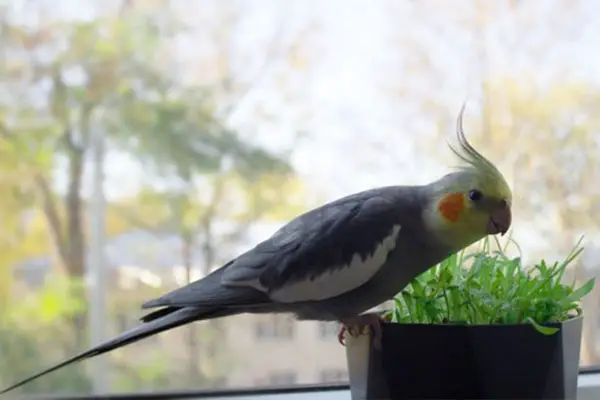 What Can I Do to Help a Sneezing Cockatiel