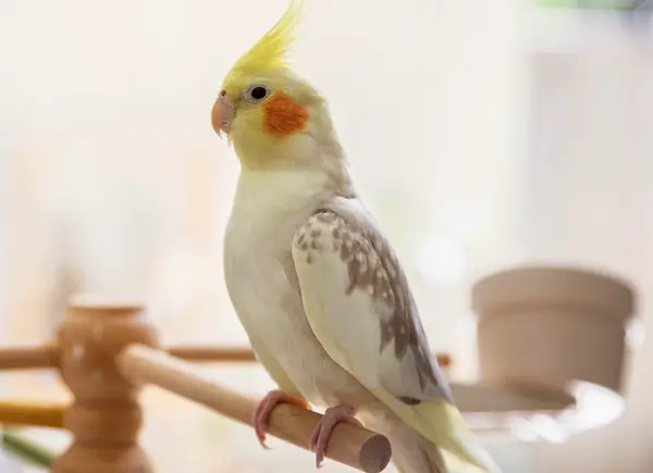 What Do Male Cockatiels Do When They Want To Mate