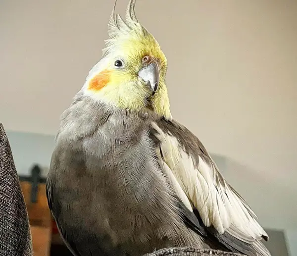 What Does It Mean When A Cockatiel Puffs Up