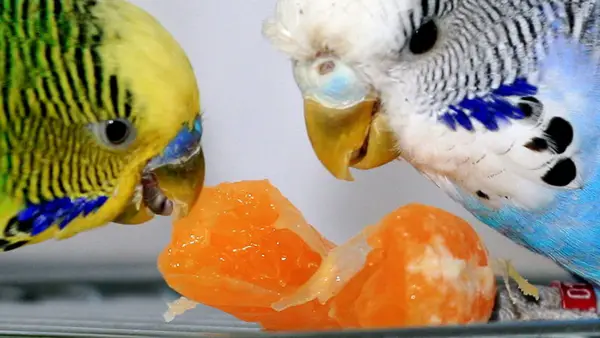 What Fruits Do Budgies Eat