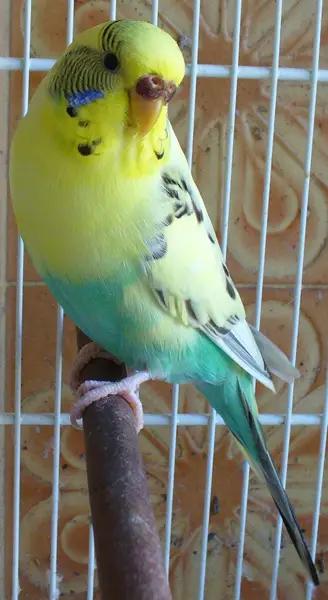 What Is The Best Age To Teach Budgies To Talk