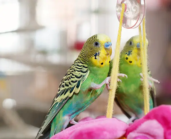 What Toys Do Budgies Like The Most