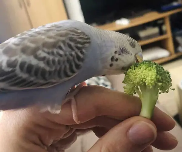 What Veggies Can Budgies Eat