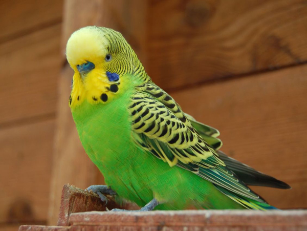 What Words Can Budgies Say