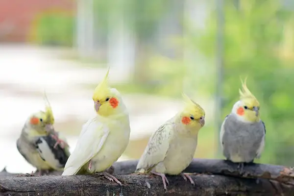 When Do Cockatiels Get Very Loud